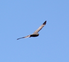 Circus cinereus