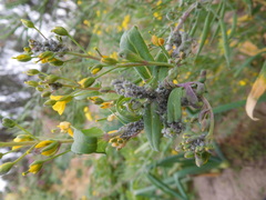 Brevicoryne brassicae