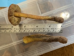 Hygrocybe conicoides