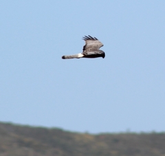 Circus cinereus