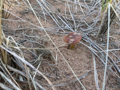 Hygrocybe conicoides