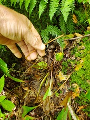 Clintonia borealis