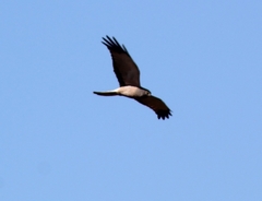 Circus cinereus