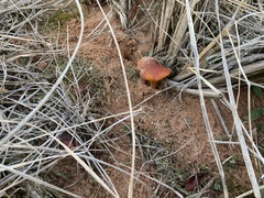 Hygrocybe conicoides