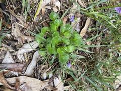 Viola hederacea