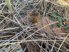 Hygrocybe conicoides