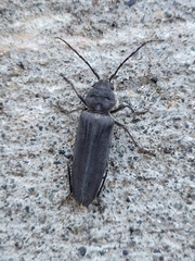 Arhopalus asperatus