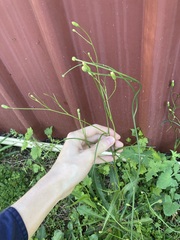 Hypochaeris albiflora