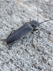 Arhopalus asperatus