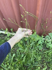 Hypochaeris albiflora