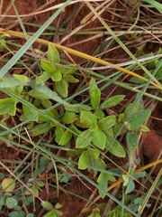 Richardia brasiliensis