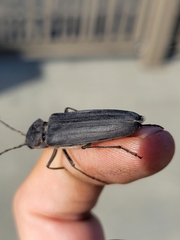 Arhopalus asperatus