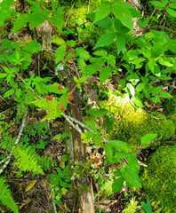 Rubus canadensis