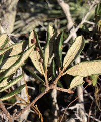 Disholcaspis quercusvirens