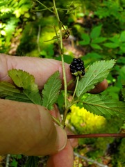 Rubus canadensis