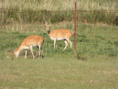 Procapra przewalskii