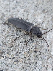 Arhopalus asperatus