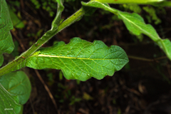Nicotiana alata