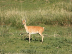 Procapra przewalskii