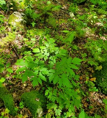 Actaea podocarpa