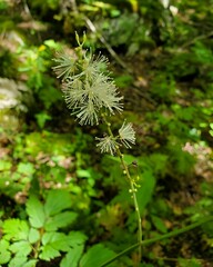 Actaea podocarpa