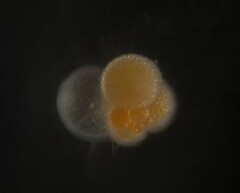 Globigerina