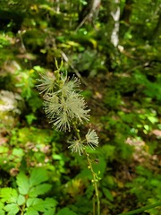 Actaea podocarpa