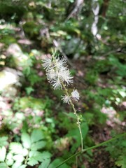 Actaea podocarpa