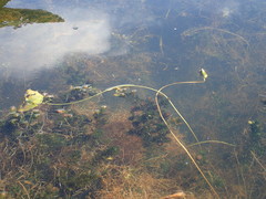 Nymphaea tetragona