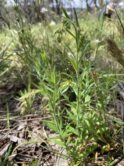 Pollanisus viridipulverulenta