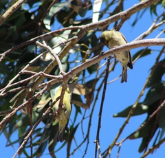 Spinus barbatus