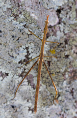 Tetanorhynchini