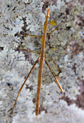 Tetanorhynchini