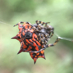Gasteracantha rubrospinis