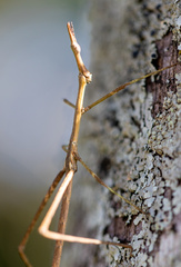 Tetanorhynchini