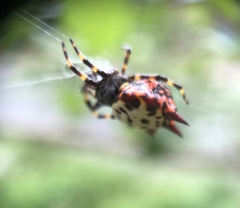 Gasteracantha rubrospinis
