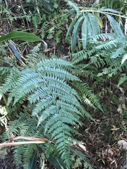 Microlepia speluncae