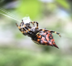 Gasteracantha rubrospinis