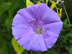 Ipomoea mitchelliae