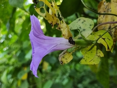Ipomoea mitchelliae