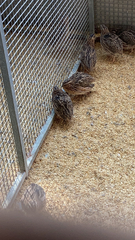 Coturnix