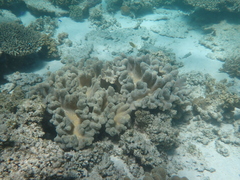 Lobophytum sarcophytoides