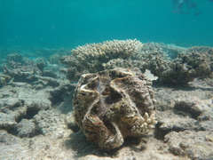 Tridacna