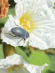 Bothrotes canaliculatus