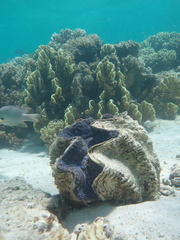 Tridacna