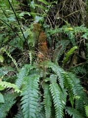 Blechnum chambersii