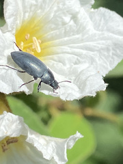 Bothrotes canaliculatus
