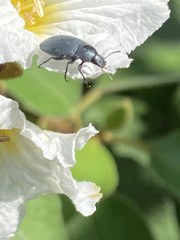 Bothrotes canaliculatus