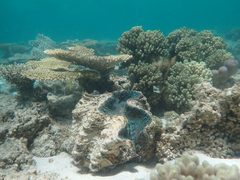 Tridacna