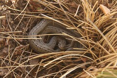 Galvarinus chilensis